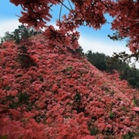 赏漫山遍野之杜鹃花游湖北云雾山